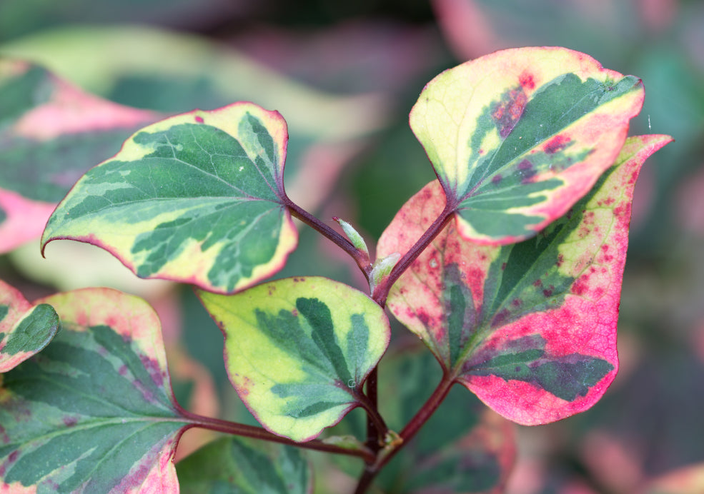 Close-up of variegated leaves with green, pink, and yellow patterns.