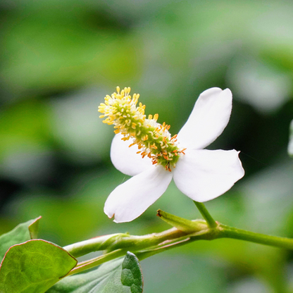 Houttuynia cordata 'Chameleon'