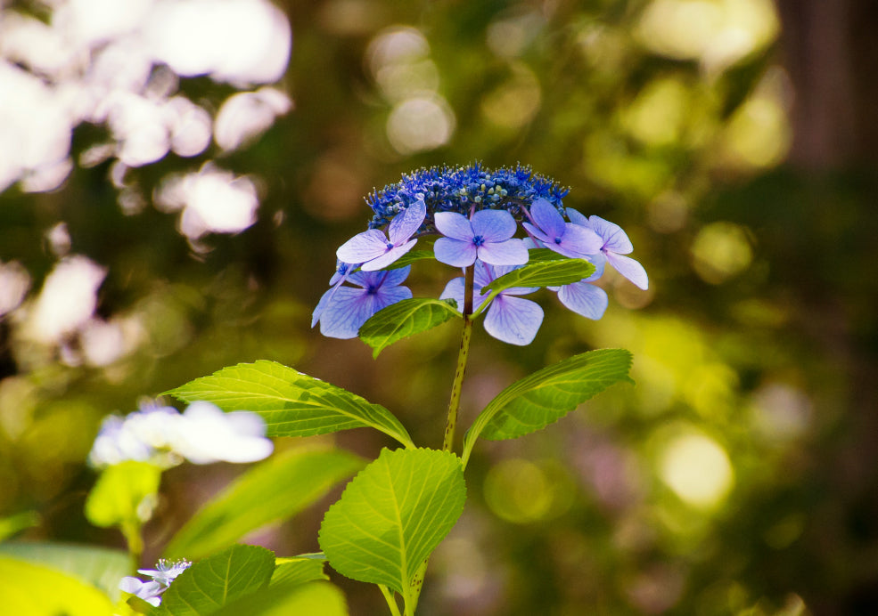 Hydrangea: A Spectacular Show of Colour.