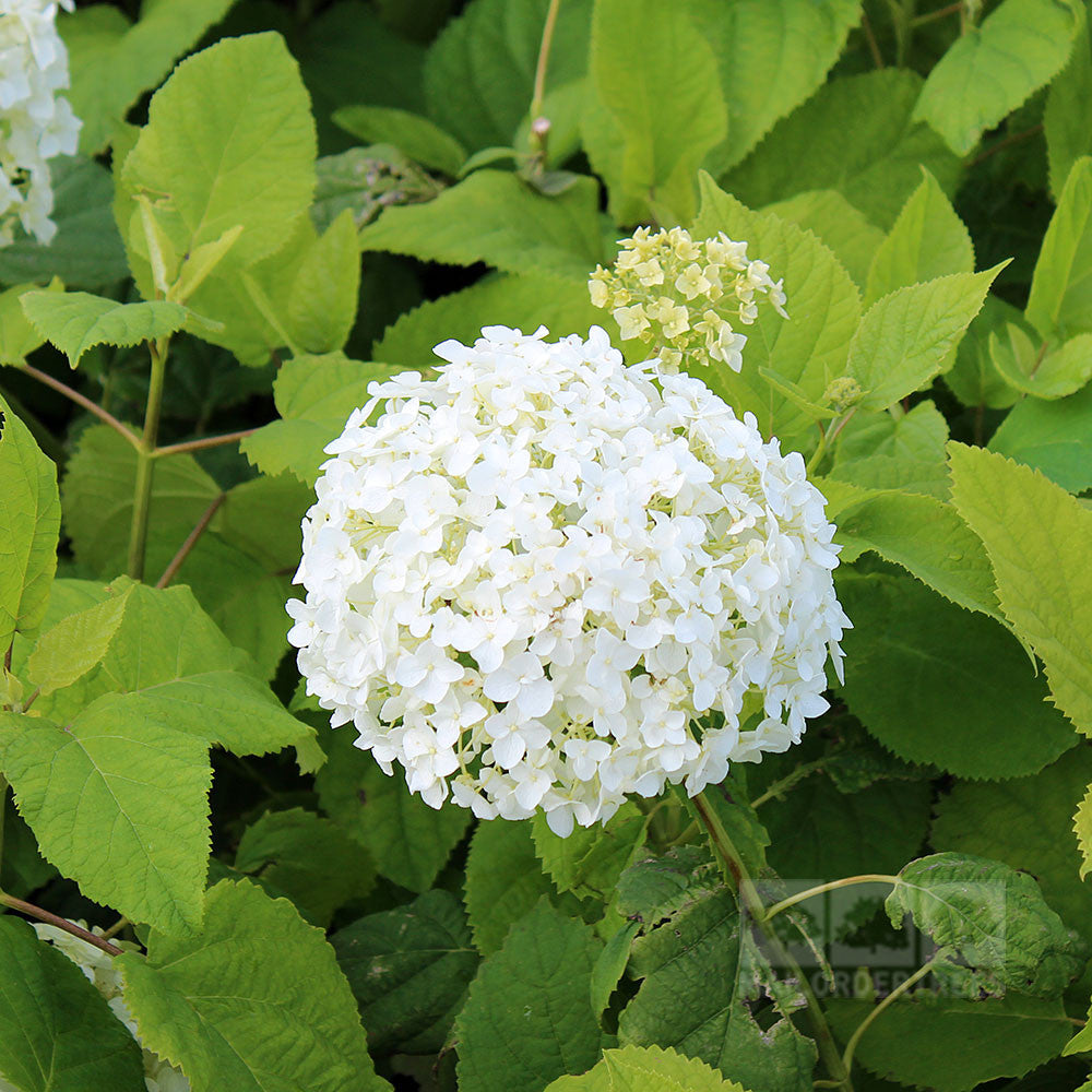 A large, spherical cluster of long-lasting white flowers from the Hydrangea arborescens Annabelle - Sevenbark is surrounded by lush green leaves.