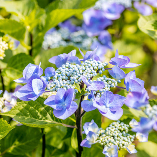 Close-up of vibrant blue Hydrangea macrophylla Zorro flowers with green leaves, flourishing beautifully in acid soils.