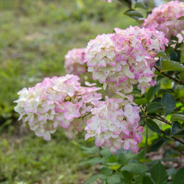 Clusters of Hydrangea paniculata Fraise Melba with pink and white flower heads thrive in a lush, green garden setting.