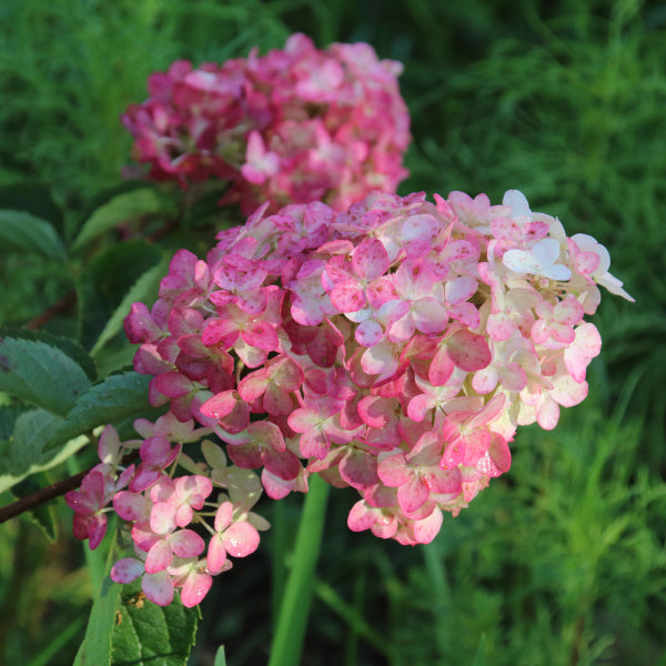 The Hydrangea paniculata Fraise Melba blooms beautifully with its large pink flower heads contrasting against a lush backdrop of green leaves.