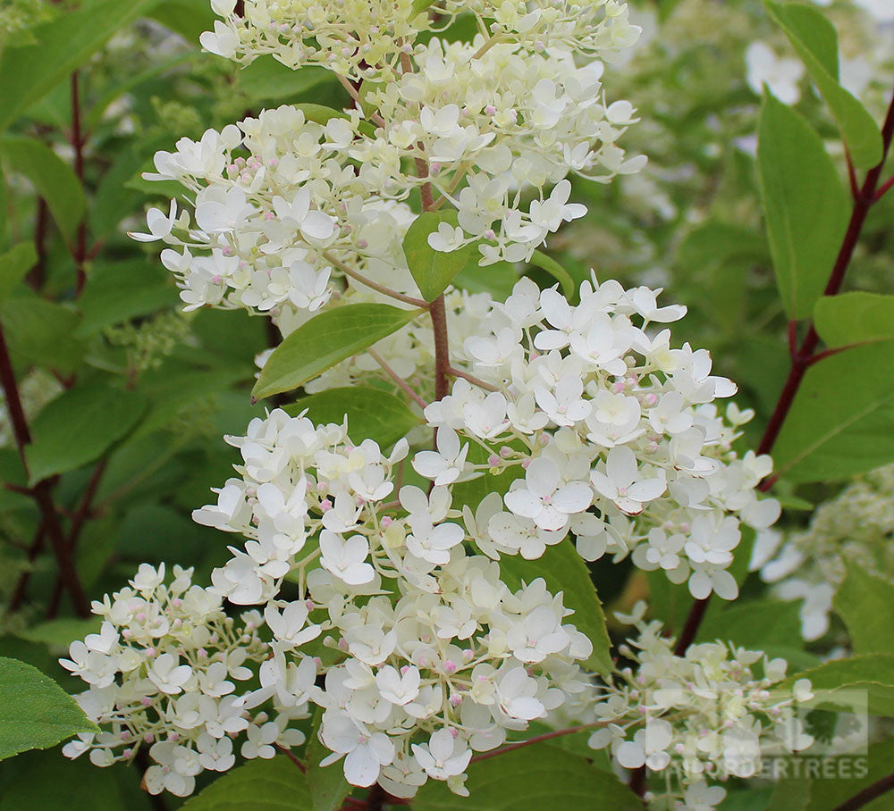 Hydrangea paniculata Grandiflora - Hydrangea in close-up, highlighted by lush green leaves and creamy white flowers in full midsummer splendor.