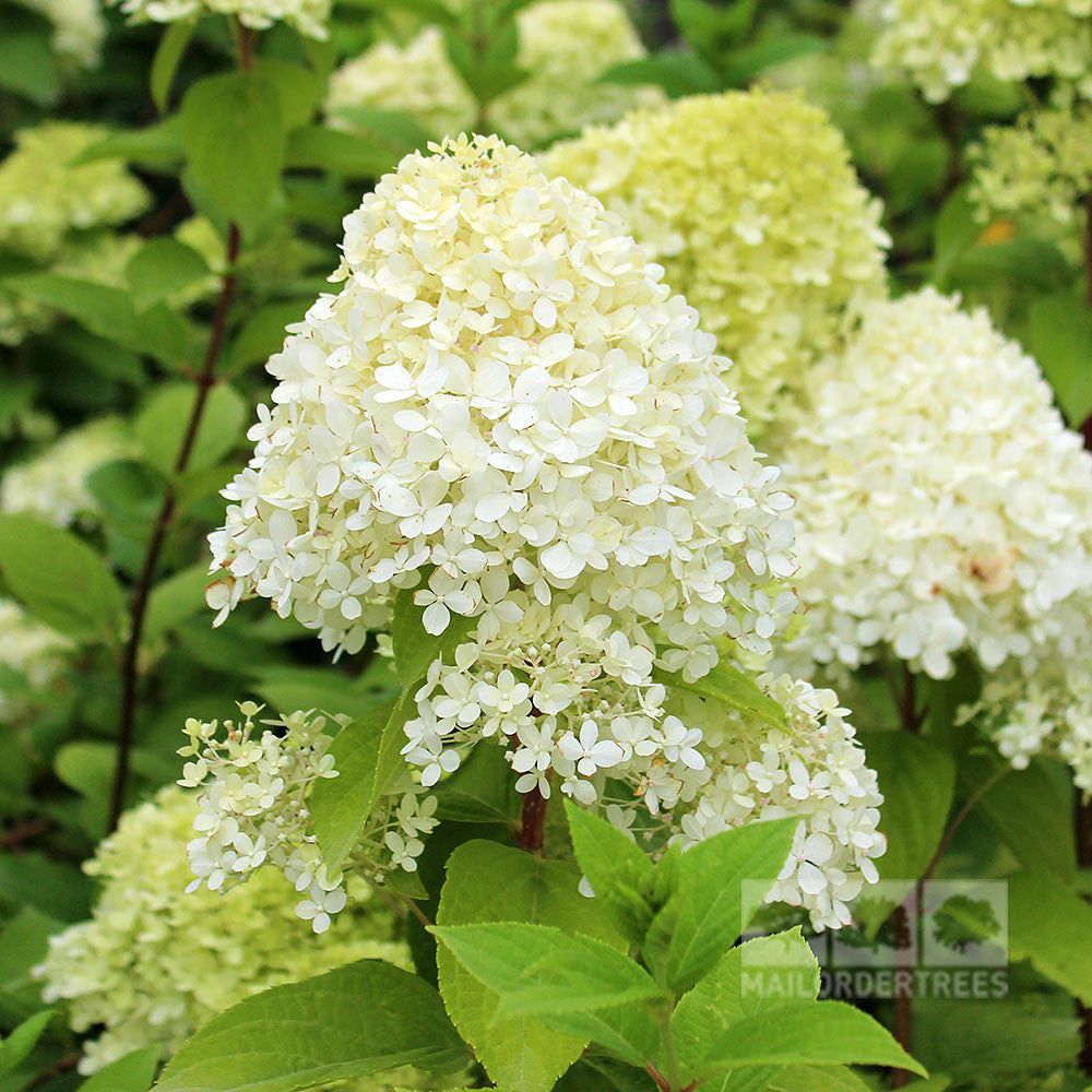 A close-up of a Hydrangea paniculata Limelight shows its large flowerheads with lime green buds set against lush green leaves.