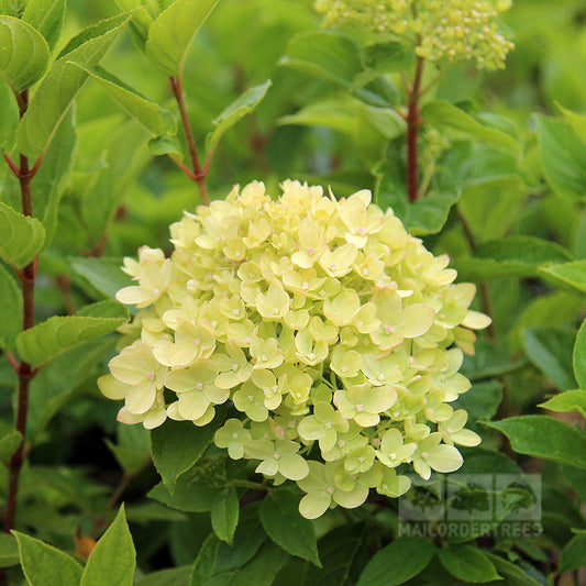 The Hydrangea paniculata Little Lime showcases a charming compact shrub with pale yellow flowers surrounded by lush green leaves.