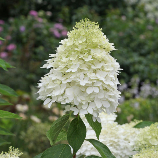 A large conical cluster of Hydrangea paniculata Phantom blooms enhances the garden, with its unique pale white flowers surrounded by lush green leaves and softly blurred foliage in the background.