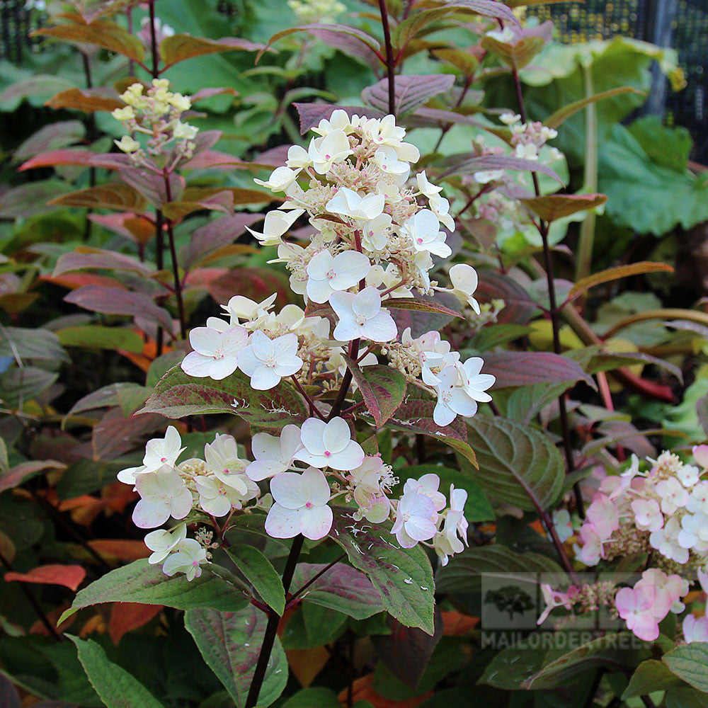 A cluster of pale pink and white flowers with green and reddish leaves evokes the delicate beauty of the Hydrangea paniculata Pink Diamond - Interhydia Hydrangea.