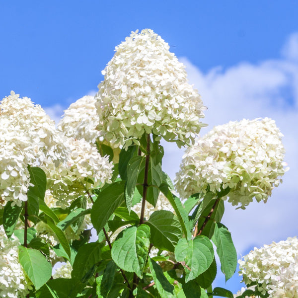 In a quaint cottage garden, Hydrangea paniculata Polar Bear showcases its conical flower heads beautifully in full bloom against a stunning blue sky backdrop.