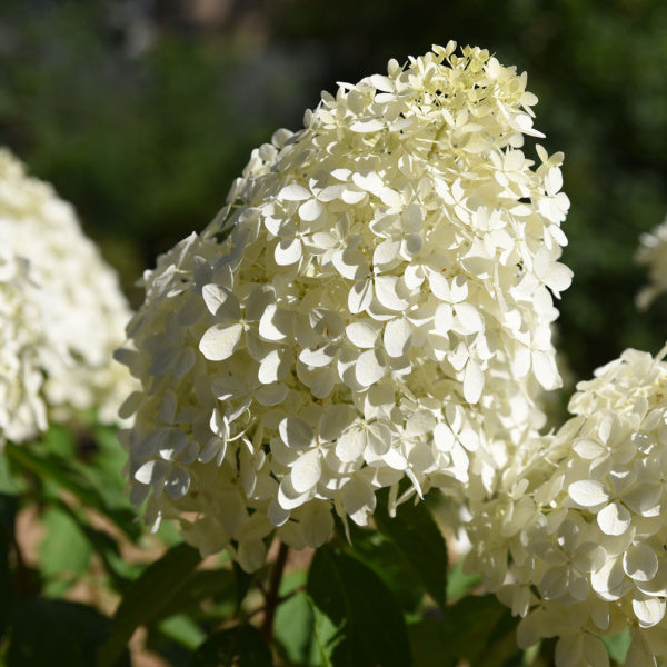 Close-up of Hydrangea paniculata Polar Bear’ in full bloom, highlighting its white conical flower heads with lush green leaves, ideal for adding charm to a cottage-style garden.