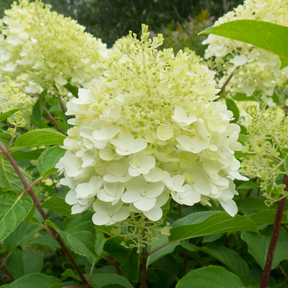 The Hydrangea paniculata Silver Dollar blooms vibrantly with large, pale green flowers surrounded by lush leaves, ideal for a mixed shrub border.