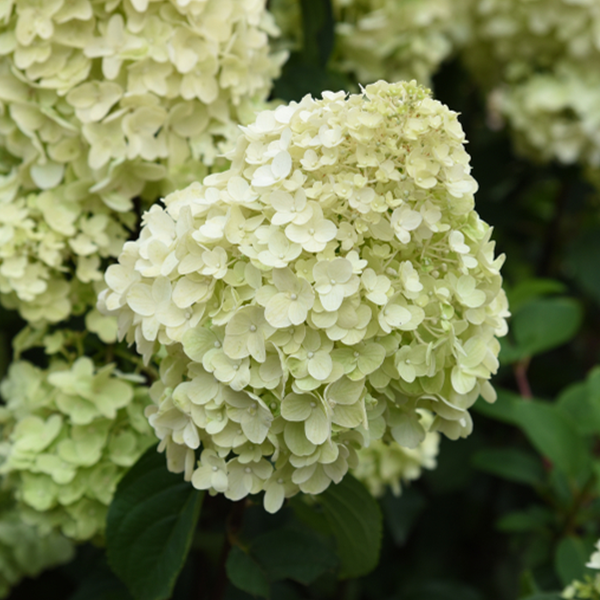 Close-up of a compact Hydrangea paniculata Silver Dollar cluster with large, pale green flowers surrounded by dark green leaves.