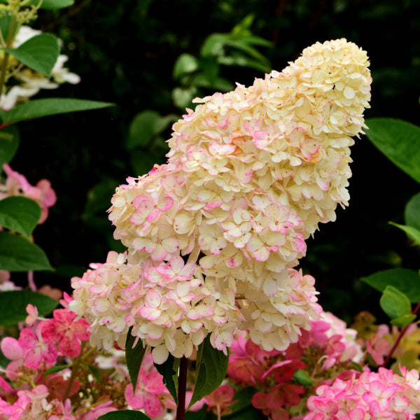 The Hydrangea paniculata Sundae fraise blooms gracefully with large flowerheads in pale yellow and pink, set against lush green leaves.