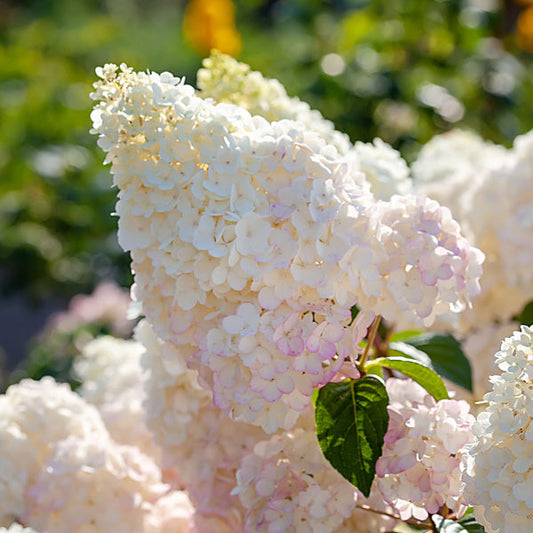 The Hydrangea paniculata Sundae fraise blooms with large white flowerheads featuring pink hints, set against green foliage, providing elegance to any garden.