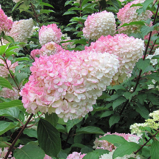 Hydrangea paniculata Vanille Fraise - Hydrangea Renhy