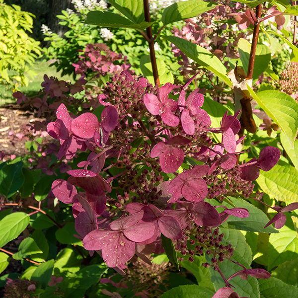 Hydrangea paniculata ‘Wims Red’ blooms stunning pink flowers among green leaves in a sunlit garden, creating a sensory space irresistible to wildlife.