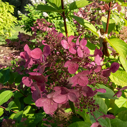 Hydrangea paniculata ‘Wims Red’ blooms stunning pink flowers among green leaves in a sunlit garden, creating a sensory space irresistible to wildlife.