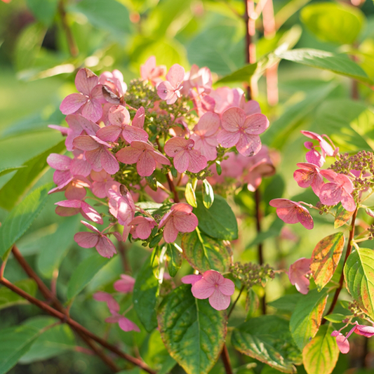 Hydrangea paniculata ‘Wims Red’ - Hydrangea