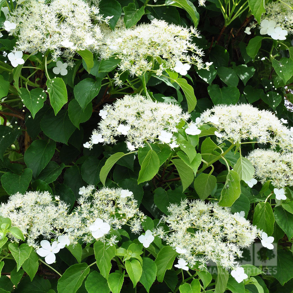 Clusters of robust white Hydrangea petiolaris - Climbing Hydrangea flowers, complemented by rich green foliage, offer a stunning display.