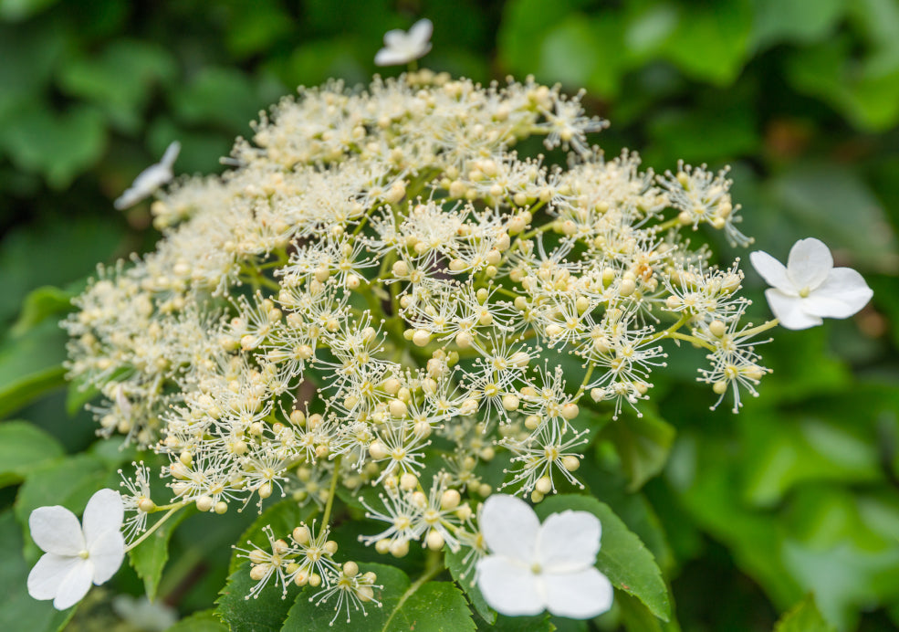 Climbing Hydrangea: A Stunning Addition for Vertical Spaces.