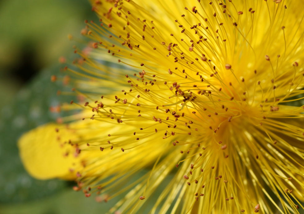 Close-up of a bright yellow flower with numerous thin stamens, some with tiny brown tips, set against a blurry green background.