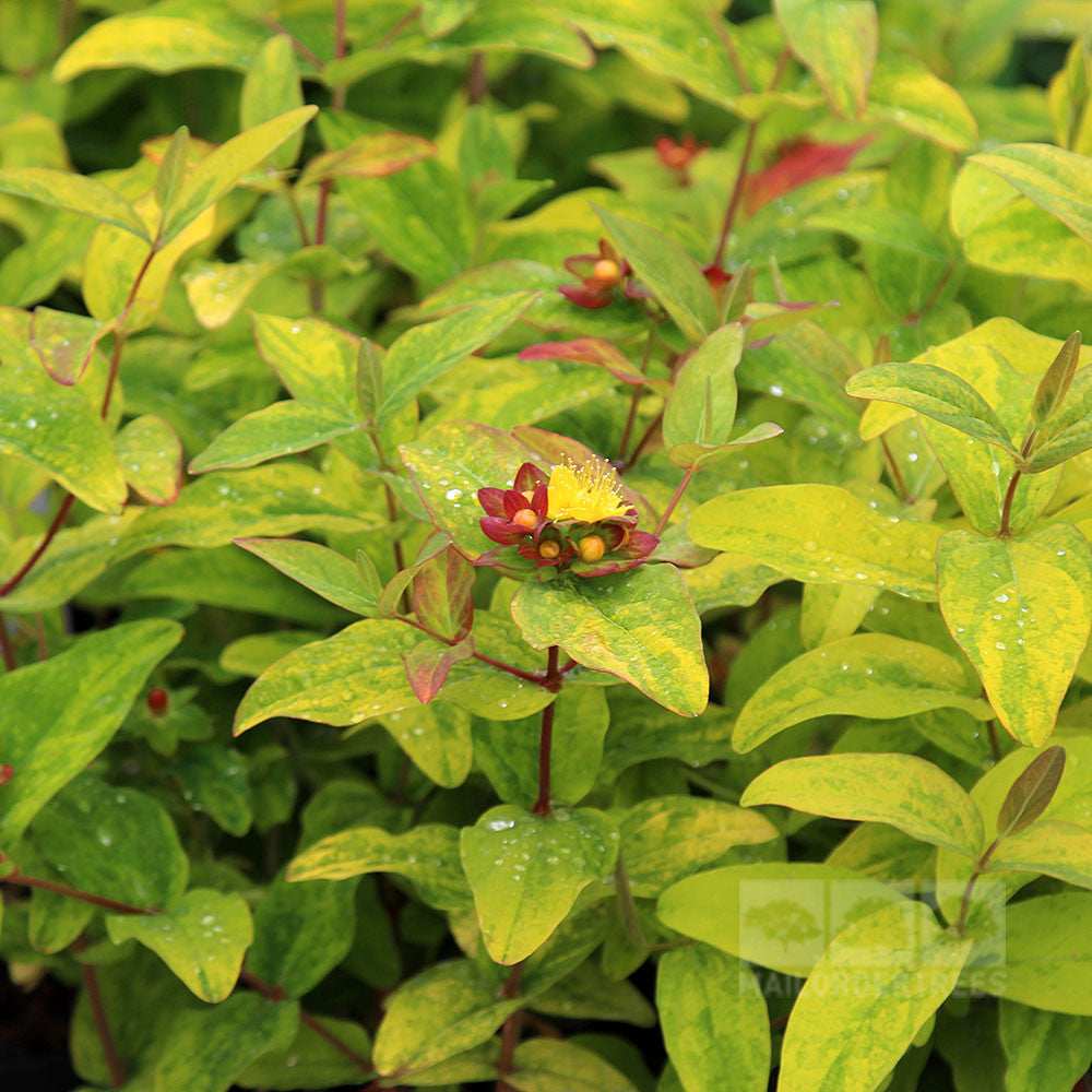 A close-up of the Hypericum Golden Beacon - St John’s Wort Wilhyp, showcasing buttery yellow leaves and a central golden flower, surrounded by dew-covered foliage.