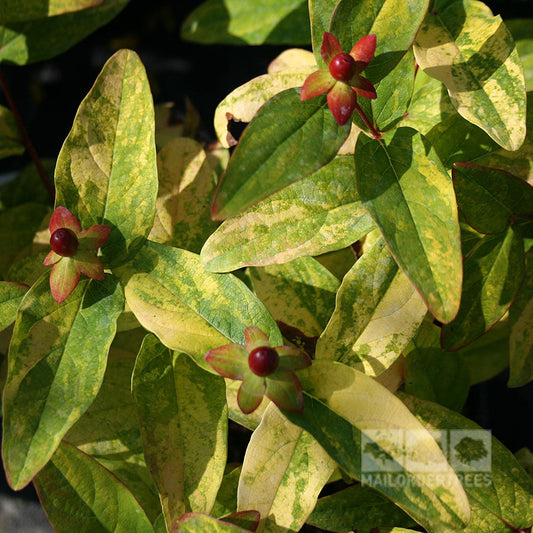 The variegated leaves and buds of Hypericum Golden Beacon - St John’s Wort Wilhyp, adorned with buttery yellow flowers, feature a subtle watermark in the lower right corner.