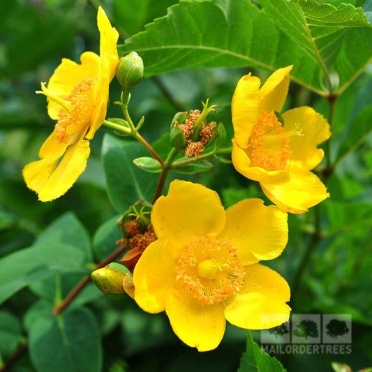 Hypericum Hidcote - St John's Wort