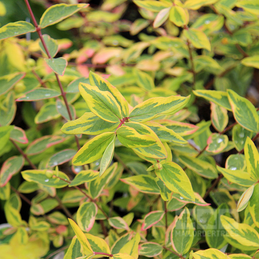 Hypericum Little Misstery - Foliage