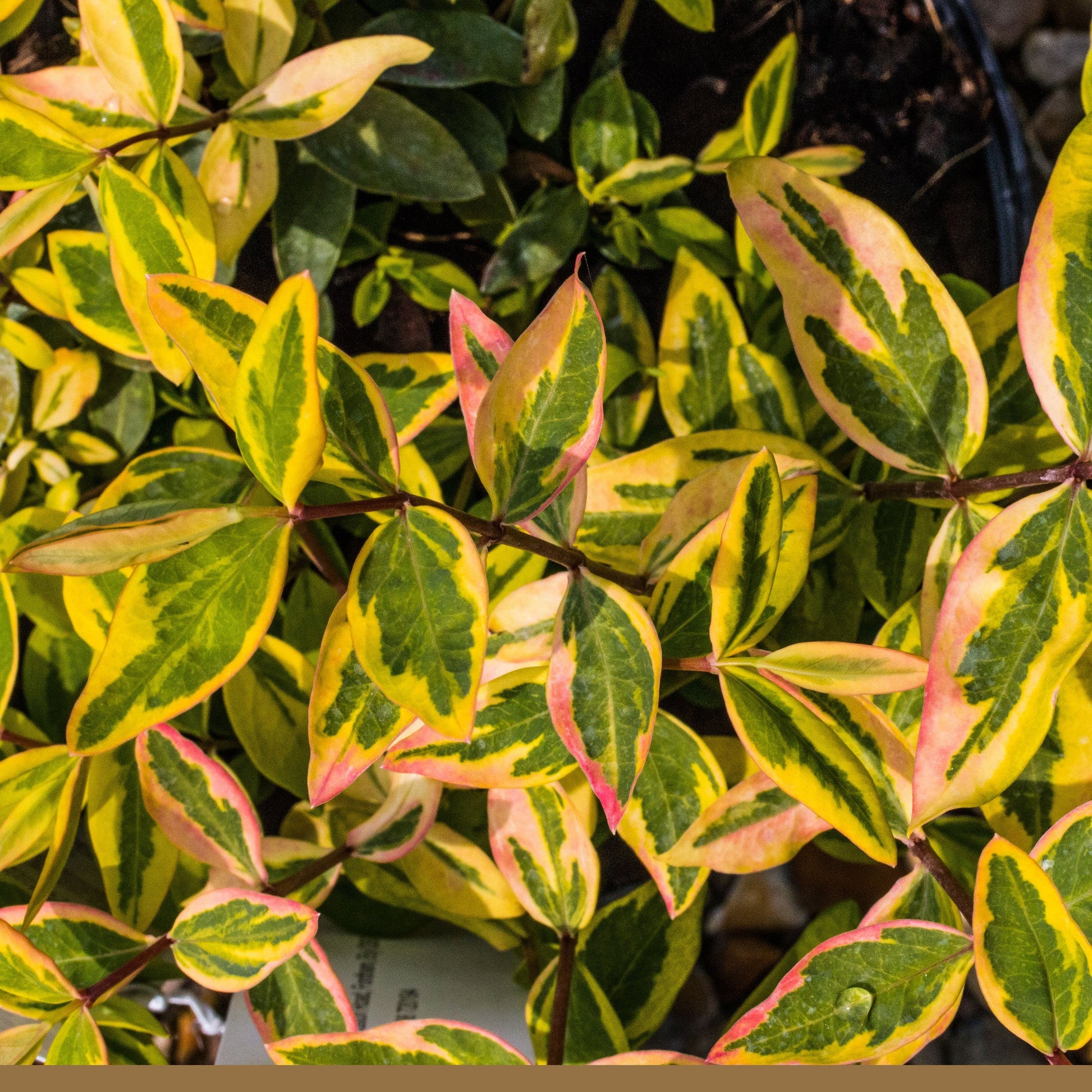 A close-up of vibrant ornamental foliage with yellow, green, and pink variegated leaves mirrors the colorful allure of Hypericum Little Misstery - St Johns Wort.