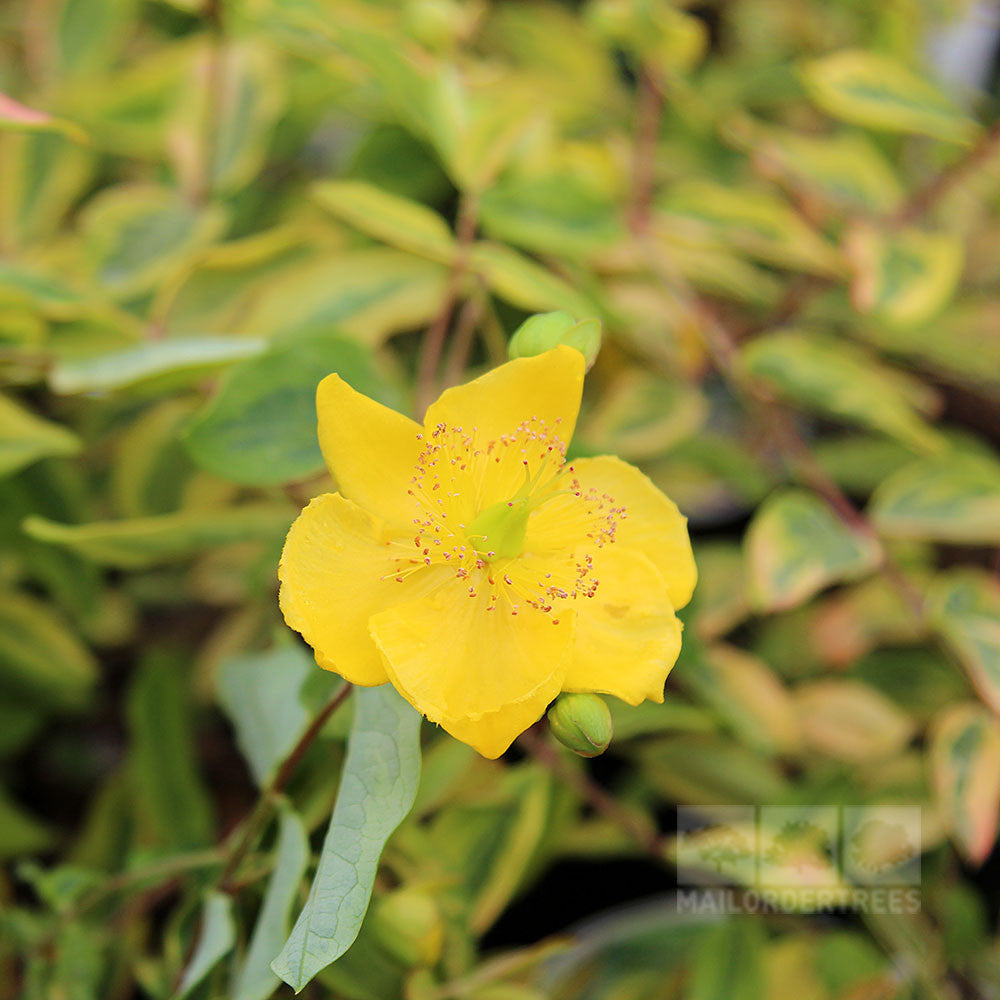 The Hypericum Little Misstery - St Johns Wort features a vibrant yellow flower with five petals and delicate stamens, nestled among lush green leaves, exuding the plants charming beauty.