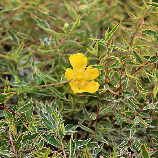 A yellow flower blooms among the groundcover of green leaves with variegated foliage, showcasing the Hypericum Mr Bojangles - St Johns Wort.