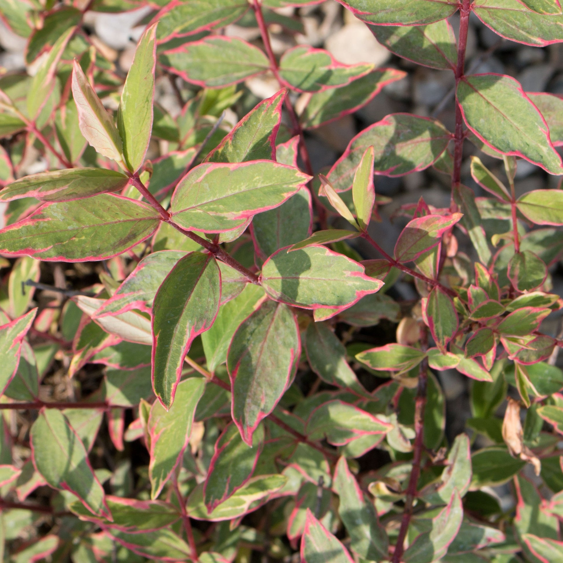 Close-up of green leaves with pink edges on a Tricolor shrub, reminiscent of the vibrant hues found in Hypericum Tricolor - St Johns Wort.