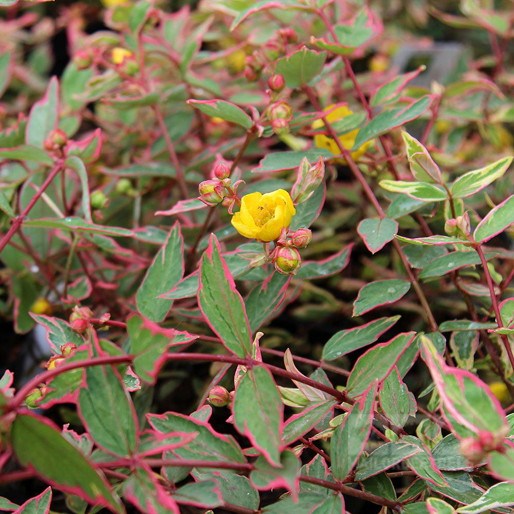 The vibrant yellow bloom of Hypericum Tricolor - St Johns Wort, with green leaves edged in red, pops in the tricolor shrub.