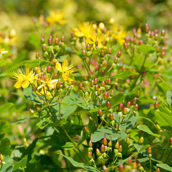 The Hypericum androsaemum - St John’s Wort features vibrant yellow flowers and red buds among green foliage, offering a stunning wildlife attraction.