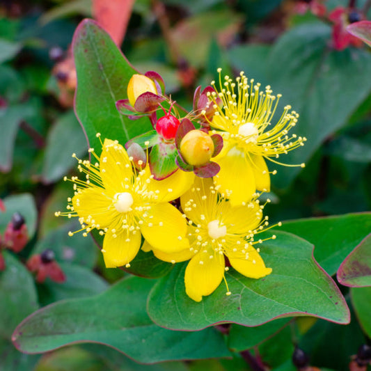 Hypericum androsaemum - St John’s Wort