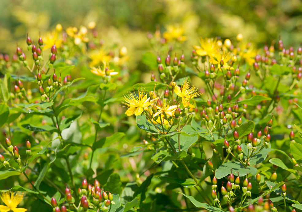 Yellow wildflowers and red buds surrounded by lush green foliage in a garden setting.