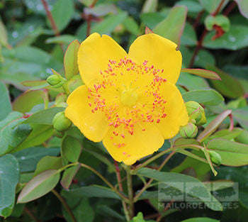 The vibrant golden yellow flower of the Hypericum x moserianum - Gold Flower, featuring a red-speckled center, stands out against lush green foliage.