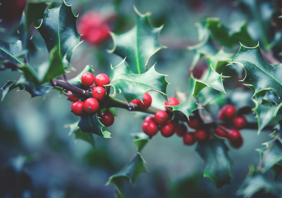 Ilex: The Classic Holly with Year-Round Appeal.