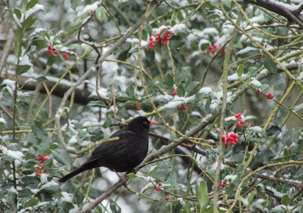 A Haven for Wildlife and Winter Interest.