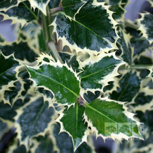 Close-up of Ilex Argentea Marginata - Female Holly leaves with glossy green centers, creamy white edges, and vibrant red berries.