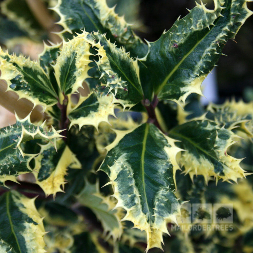 Close-up of spiky green leaves with yellow edges on an Ilex Ferox Argentea, also known as Silver Hedgehog Holly, an excellent choice for an evergreen hedge.