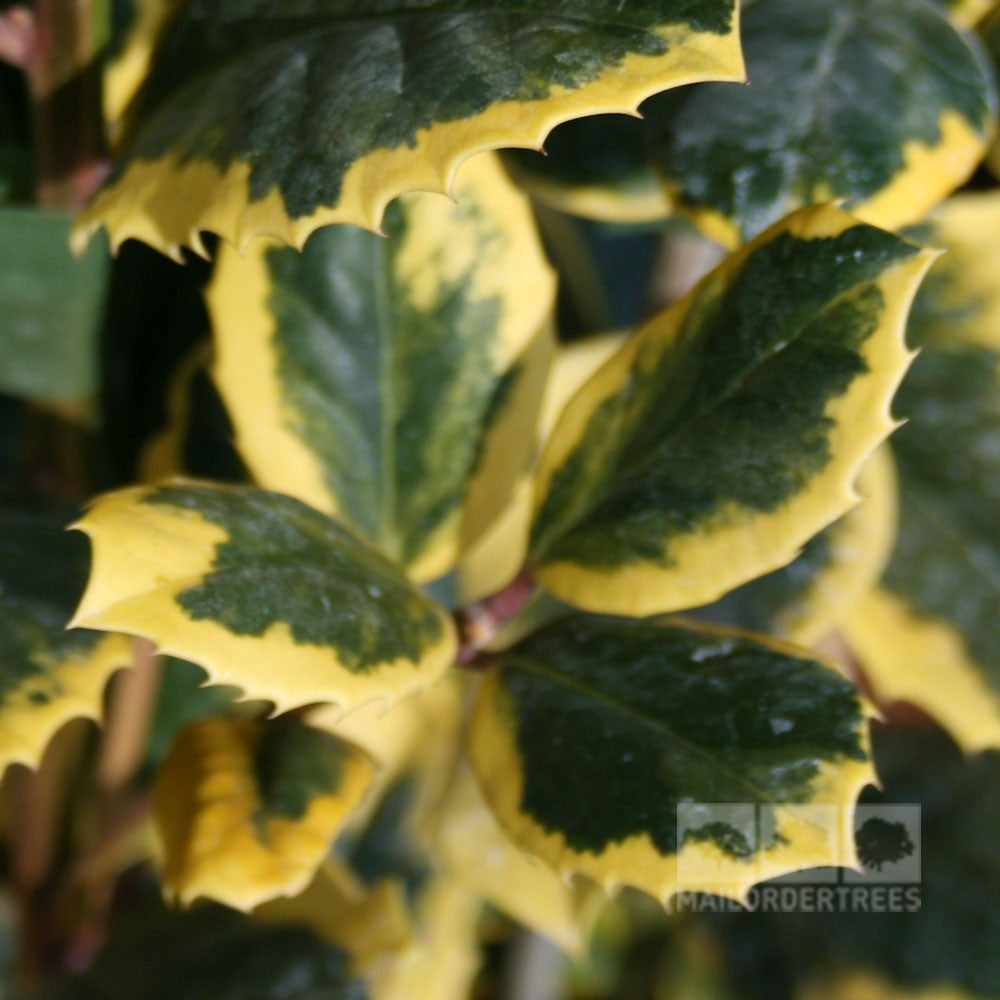 Close-up of Ilex Golden King - Female Holly leaves featuring yellow edges and green centers, accented by bright red berries.