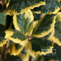 Ilex Golden King - Female Holly