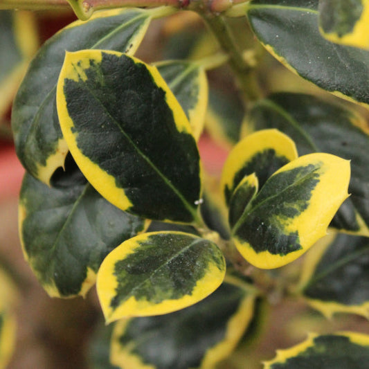 The Ilex Golden van Tol - Female Holly features variegated leaves with dark green centers and yellow edges, complemented by bright red berries, adding vibrant contrast year-round.