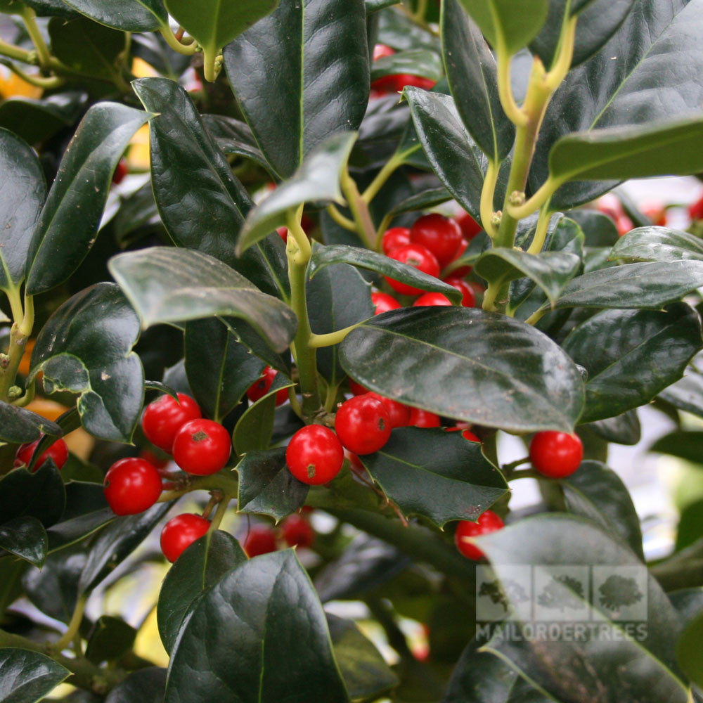 The Ilex J.C. van Tol - Female Holly is a stunning evergreen tree featuring glossy green leaves and clusters of bright red berries.