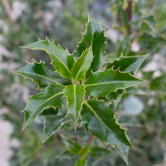 A close-up shows the spiky-edged green leaf of an Ilex aquifolium Alaska, an evergreen shrub, against a blurred background.