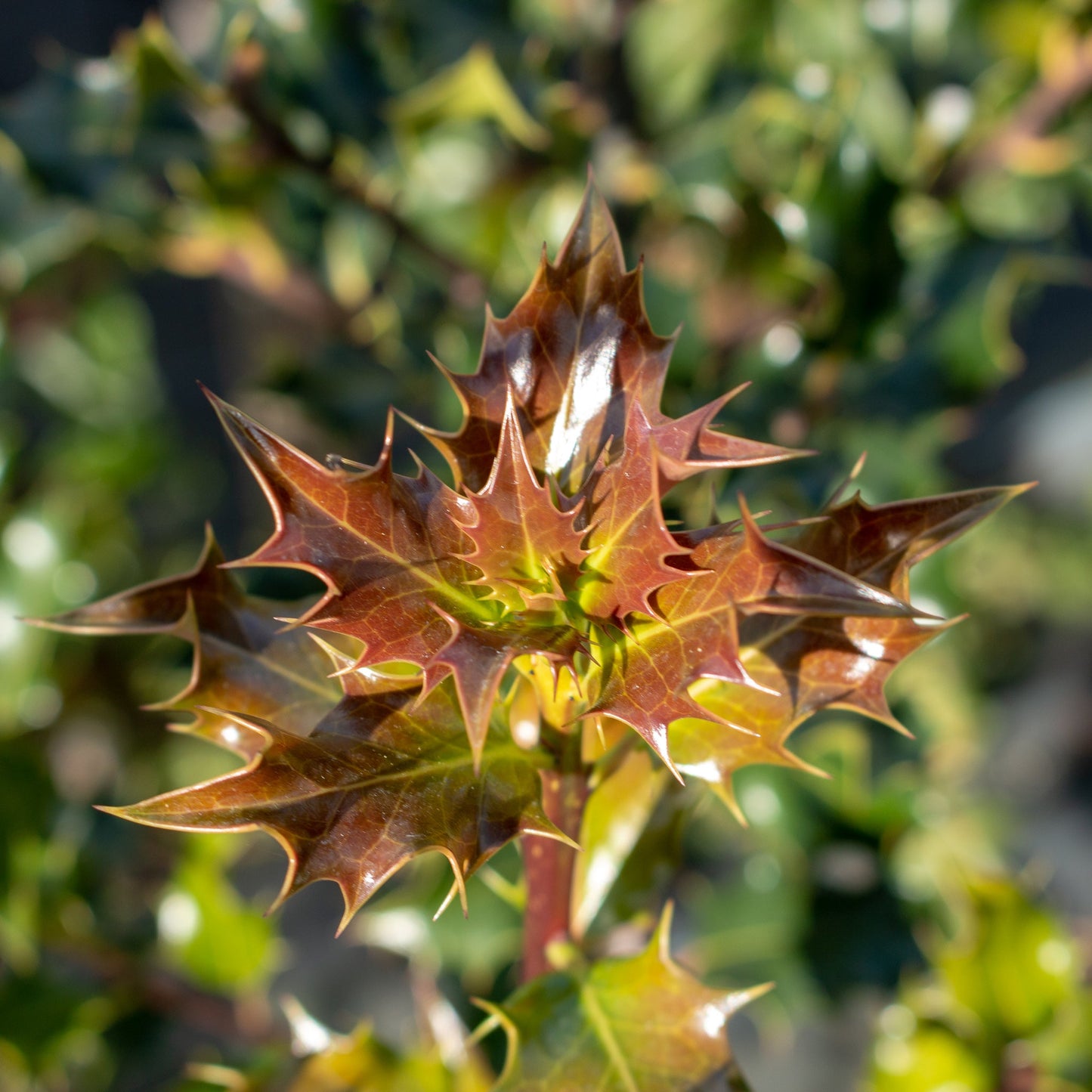 Close-up of Ilex aquifolium, also known as Common Holly, featuring its sharp, spiky leaves with glossy green and brown shades, highlighting its iconic evergreen foliage.