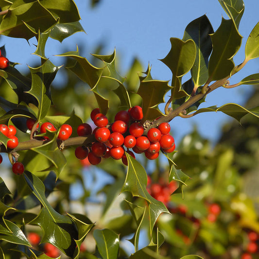 Close-up of Ilex aquifolium branches featuring glossy green leaves and clusters of bright red berries against a clear blue sky, ideal for Christmas decorations.