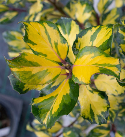 Close-up of Ilex × altaclerensis Lawsonianas yellow-green leaves, displaying vibrant hues and pointed edges. Pale red berries subtly enhance the foliage, adding contrast.